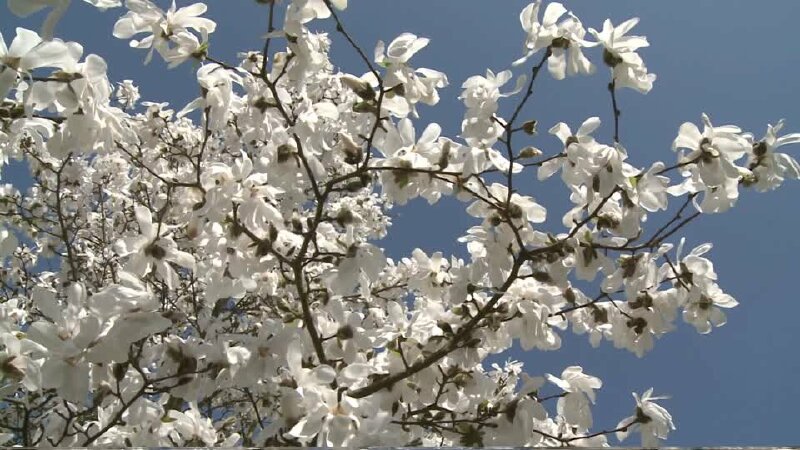 Ảnh rừng hoa ngọc lan trắng trong ánh nắng ban mai