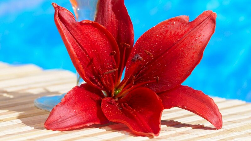Ảnh hoa huệ đỏ rực rỡ giữa vùng nước xanh
