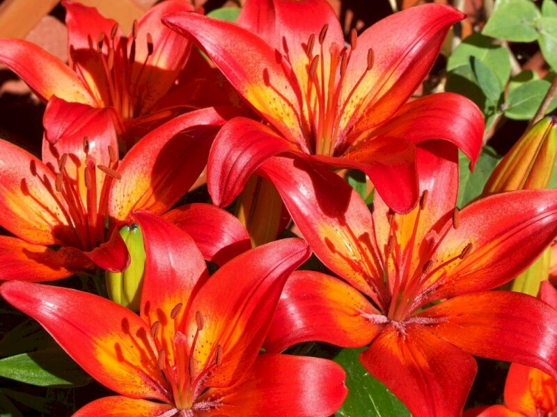 Ảnh rừng hoa huệ đỏ rực rỡ