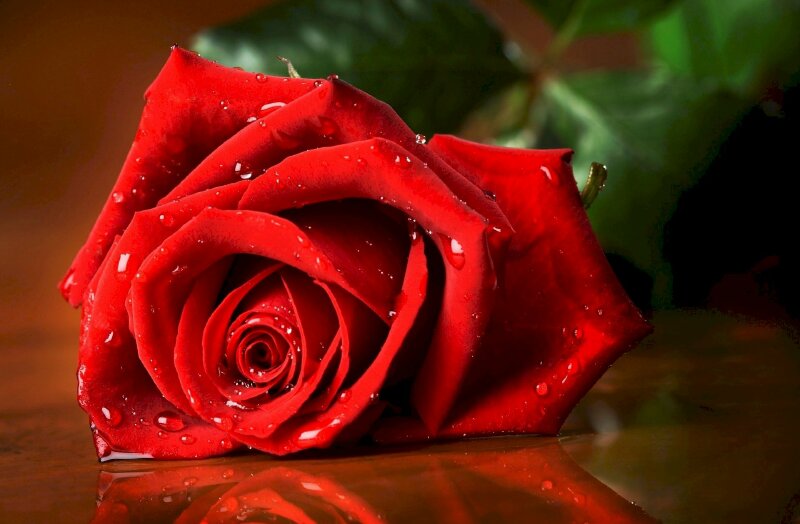Top 101 Hình ảnh hoa hồng đỏ đẹp nhất