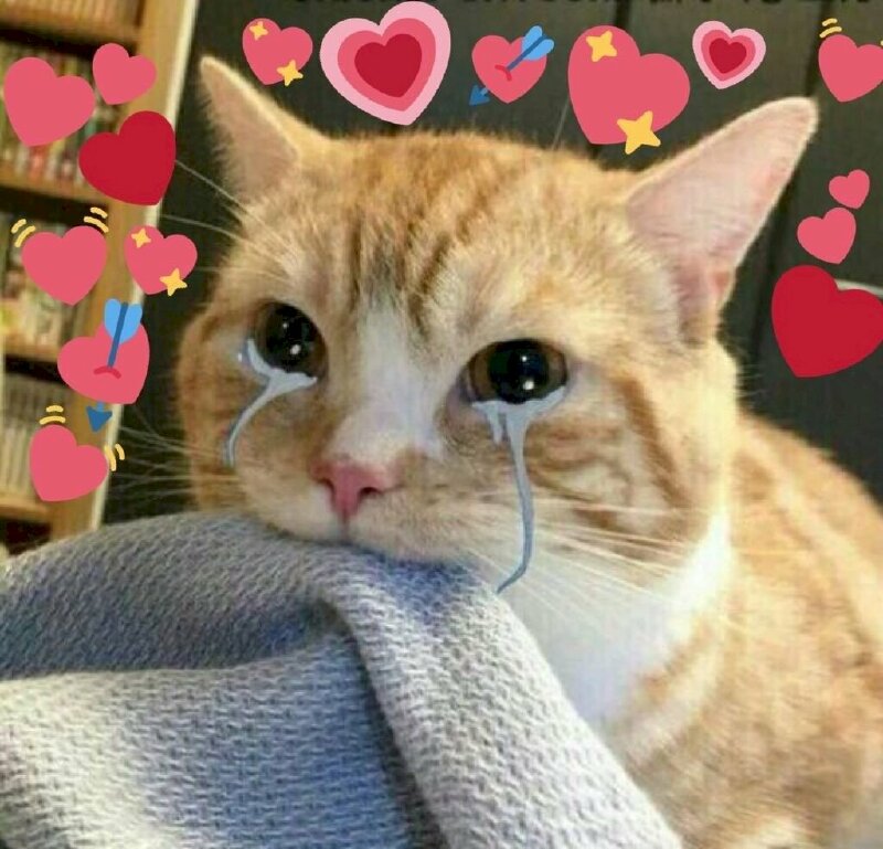 Ảnh đại diện buồn cute hình chú mèo đang khóc