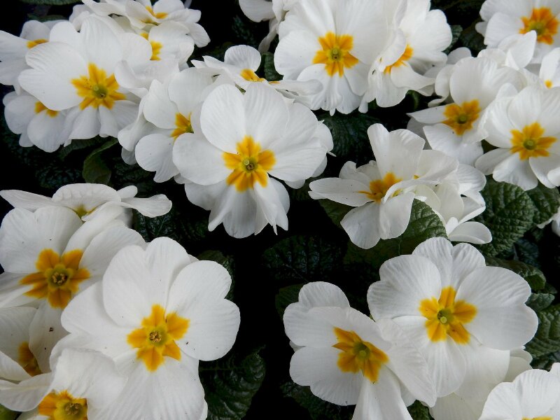 Hình ảnh những bông hoa anh thảo trắng nở trong vườn