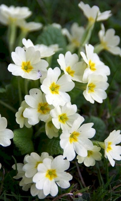 Hình ảnh hoa anh thảo trắng buồn đang nở rộ 