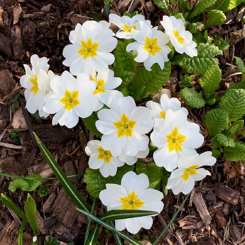 Hình ảnh cành hoa anh thảo trắng đẹp kiêu sa