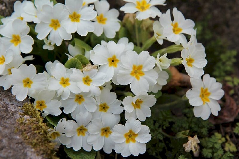 Hình ảnh hoa anh thảo trắng đẹp nhất