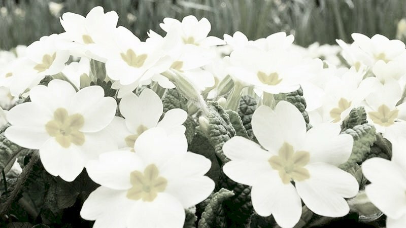 Hình ảnh hoa anh thảo đen trắng đẹp