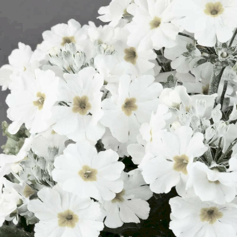 Hình ảnh hoa anh thảo trắng đám tang