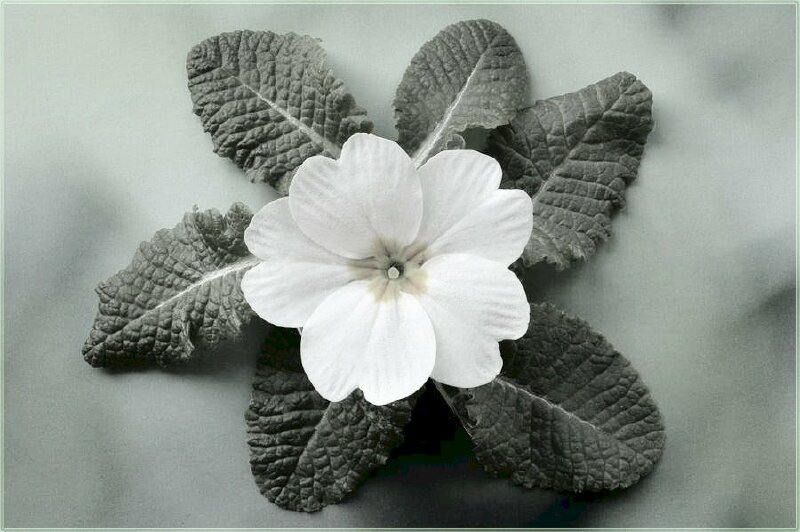 Hình ảnh bông hoa anh thảo trắng màu đen trắng