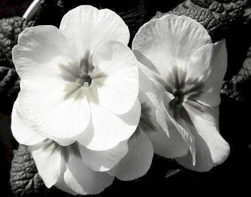 Hình ảnh hoa anh thảo đen trắng cực đẹp