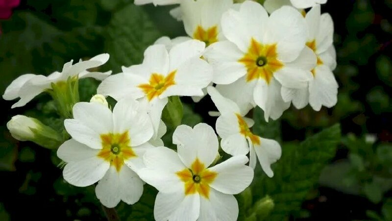 Hình ảnh hoa anh thảo trắng buồn