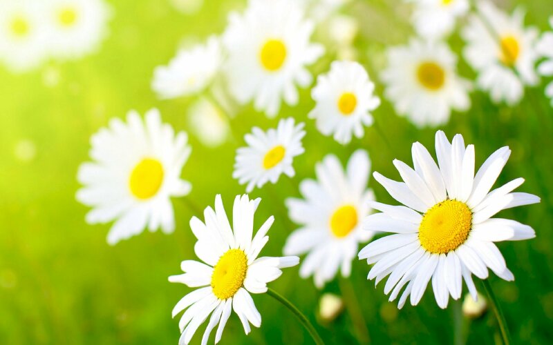 Nếu bạn là một người yêu thích hoa, thì hình ảnh hoa cúc trắng đẹp nhất này chắc chắn sẽ khiến bạn cảm thấy hài lòng. Với những cánh hoa trắng trong veo và tươi tắn, bạn sẽ cảm thấy như đang đứng trước một bức tranh hoa cúc đẹp nhất vào mùa xuân.