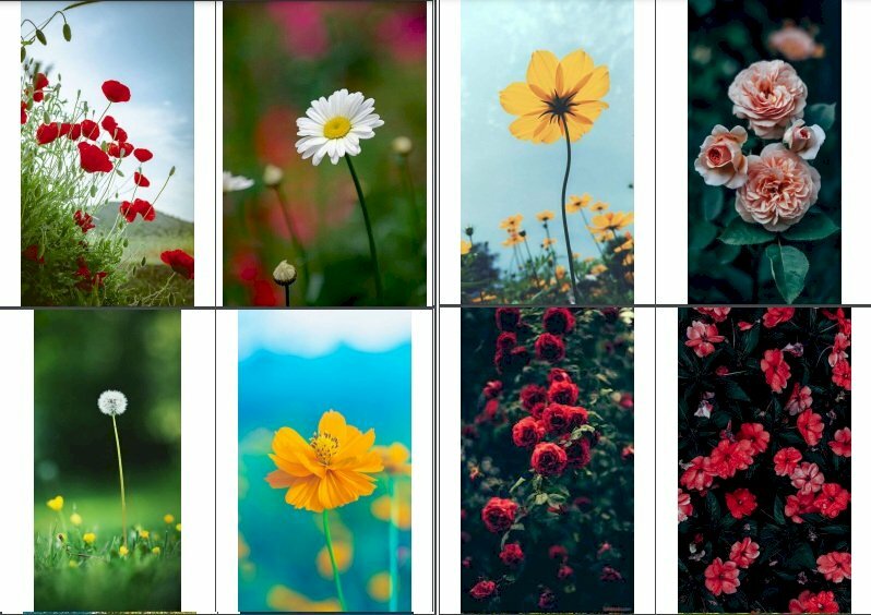 Top 100+ ảnh hoa đẹp làm hình nền điện thoại Full HD, 4K