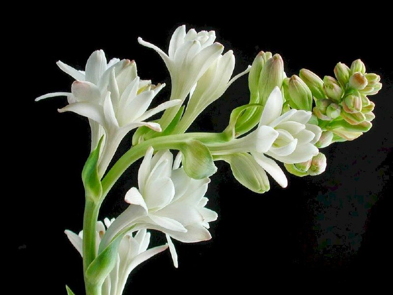 Nếu bạn đang tìm kiếm một loại hoa thanh lịch và tinh tế để tặng cho người thân, hãy thử lựa chọn hoa huệ trắng. Đây là loại hoa mang đến nét đẹp sang trọng và đầy ý nghĩa, chắc chắn sẽ khiến người nhận cảm thấy vô cùng ấn tượng.