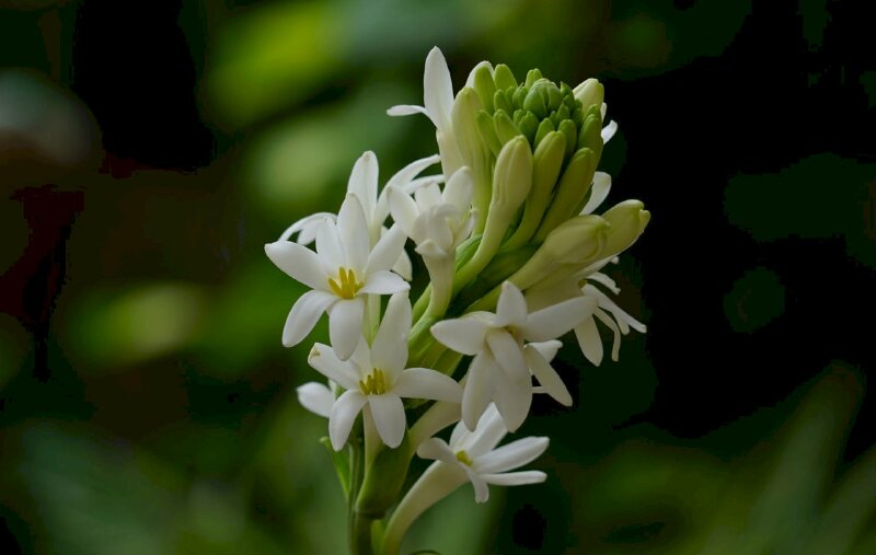 Hình ảnh hoa huệ màu trắng nở đẹp 