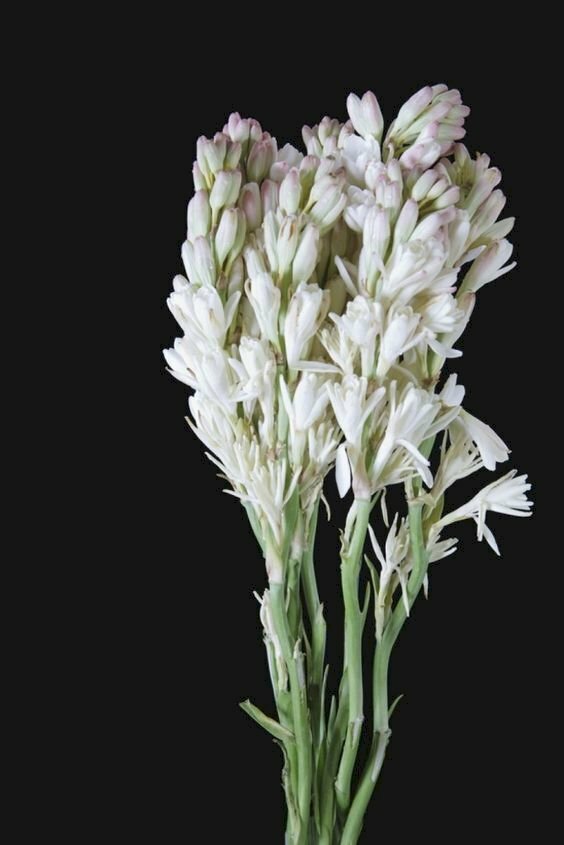 Hoa huệ trắng là biểu tượng của sự tinh khiết và thanh cao. Hãy đến với chúng tôi để chiêm ngưỡng những bông hoa huệ trắng đẹp nhất, mang đến cho bạn cảm giác yên bình và cuộc sống tràn đầy niềm vui.