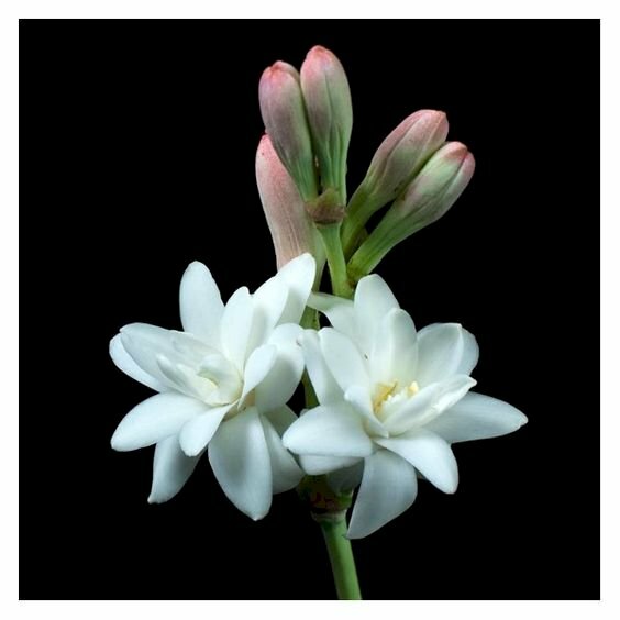 Hình ảnh hoa huệ trắng buồn làm ảnh bìa, hình nền điện thoại, máy tính