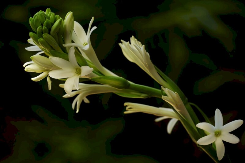 Hình ảnh cành hoa huệ trắng đẹp kiêu sa