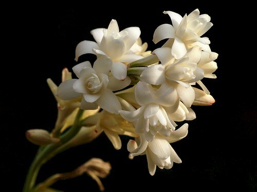 Hình ảnh những bông hoa huệ trắng đang nở rộ trên nền đen