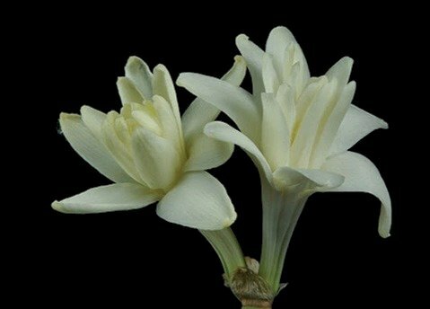 Hoa huệ trắng đẹp với những cánh hoa mỏng manh, tinh tế. Hãy để những hình ảnh hoa huệ trắng đẹp đến từ khắp nơi trên thế giới truyền tải cho bạn sự yêu đời và niềm đam mê in đậm trong tâm hồn.