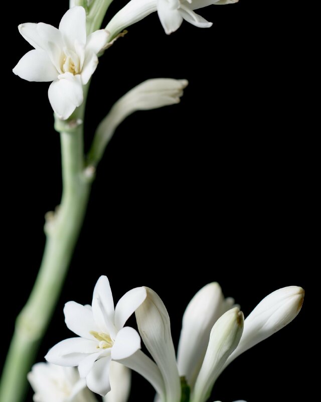 Tuyển tập hình ảnh hình ảnh hoa huệ trắng nền đen đẹp nhất