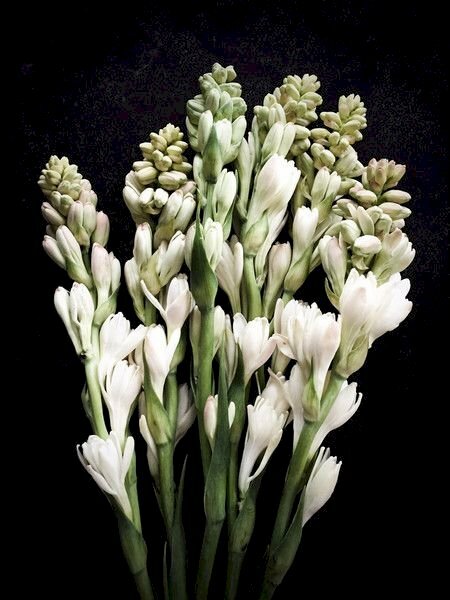 Hoa huệ trắng chính là biểu tượng của sự tinh khiết và thanh nhã. Thiết kế đơn giản nhưng không kém phần tinh tế, hình ảnh hoa huệ trắng sẽ khiến bạn đắm chìm trong sự đẹp đẽ và cảm giác bình yên.