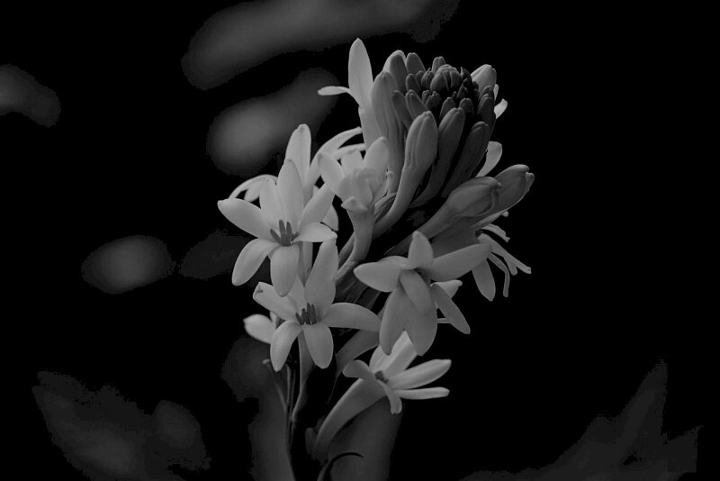Với hình ảnh hoa huệ trắng nền đen, bạn sẽ được trải nghiệm sự thanh lịch và tinh tế của hoa huệ. Sự tương phản giữa hoa trắng và lớp nền đen bao quanh làm nổi bật vẻ đẹp của hoa huệ. Hãy xem hình ảnh này và cảm nhận sự đẹp tuyệt vời của hoa huệ trắng nền đen.