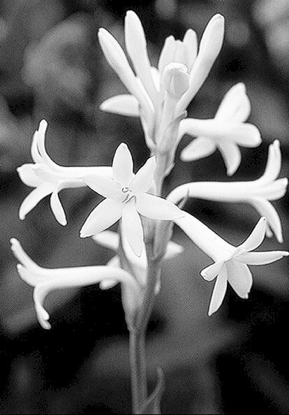 Hình ảnh hoa huệ màu đen trắng