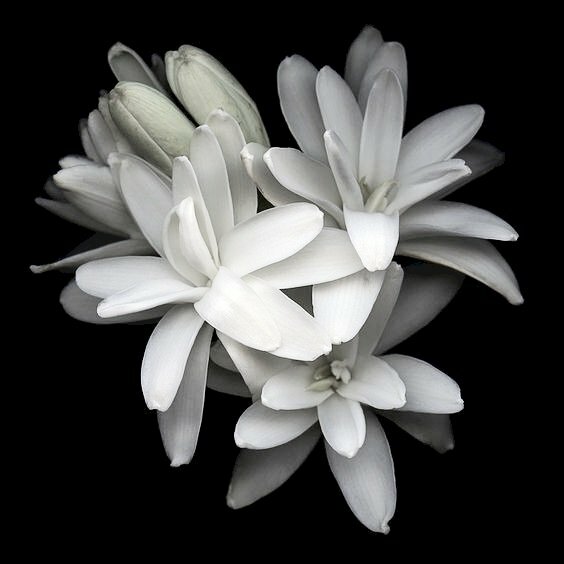Hoa huệ trắng là một loài hoa tuyệt đẹp được xem như là biểu tượng cho tình yêu và sự trong sáng. Hãy ngắm nhìn bức ảnh về hoa huệ trắng để cảm nhận được vẻ đẹp tinh khôi và sự nổi bật giữa các loại hoa khác.