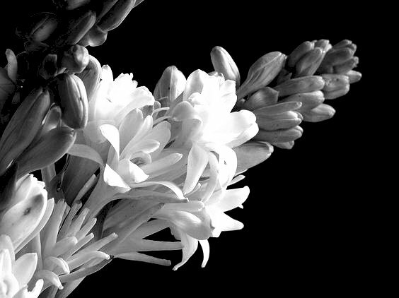 Những bức hình ảnh hoa huệ trắng nền đen đẹp khó cưỡng