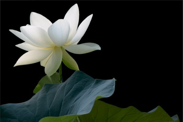 Hình hình họa hoa sen white buồn đẹp mắt nhất