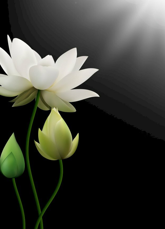 Top 101 der schönsten traurigen Lotusfotos