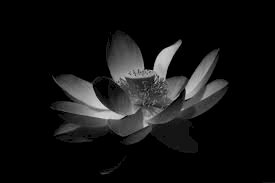 Hình hình họa hoa sen white nền đen thui phân chia buồn đám tang