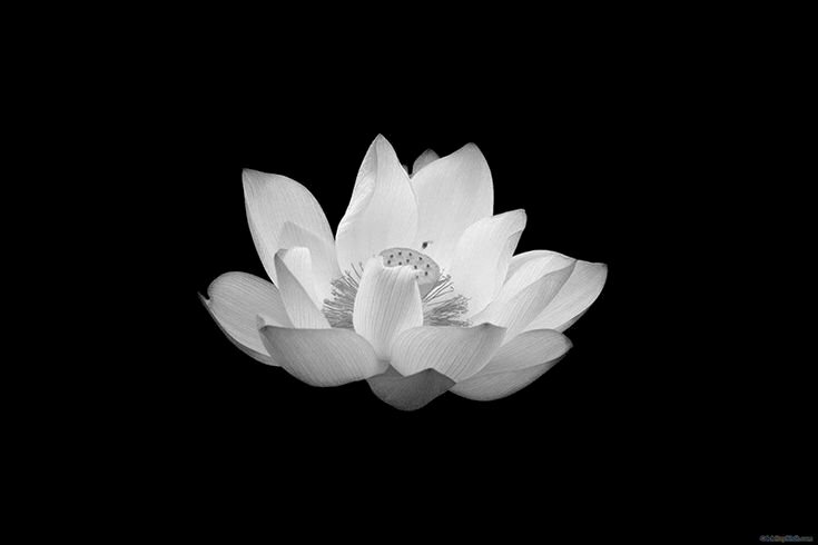 Hình hình họa hoa sen white nền đen thui phân chia buồn đám tang