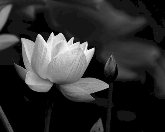 Hãy chiêm ngưỡng vẻ đẹp thanh khiết của hoa sen trắng trong hình ảnh này, mang đến cảm giác tâm hồn thư thái và bình an.
