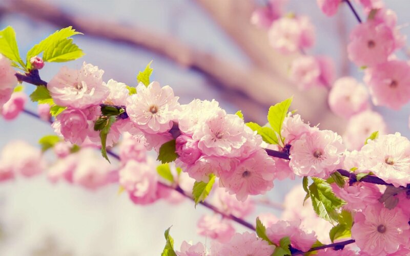 56 ảnh hoa sen trắng làm hình đại điện avatar nhà có tang Flowerfarmvn shophoa #27 56 ảnh hoa sen trắng làm hình đại điện avatar nhà có tang Flowerfarmvn shophoa