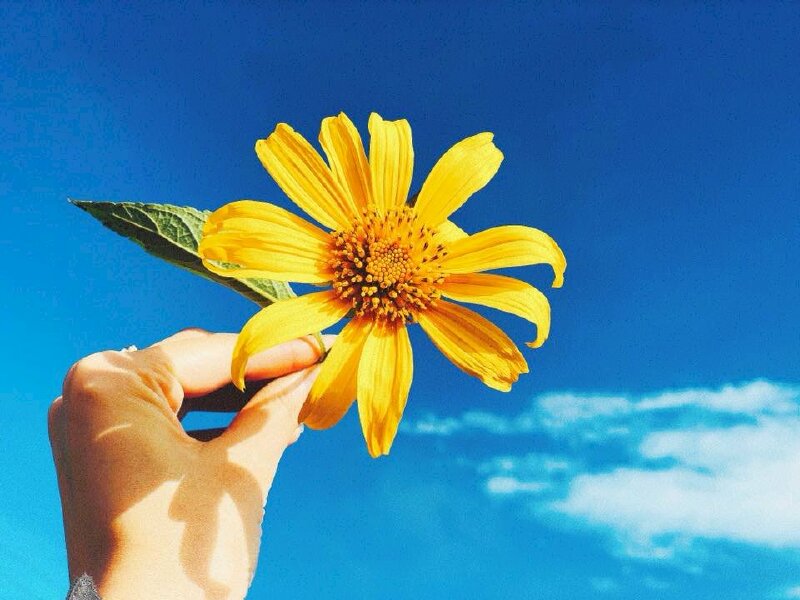 Top 101 hình ảnh tay cầm hoa dại đẹp nhất dùng làm avatar, hình ...