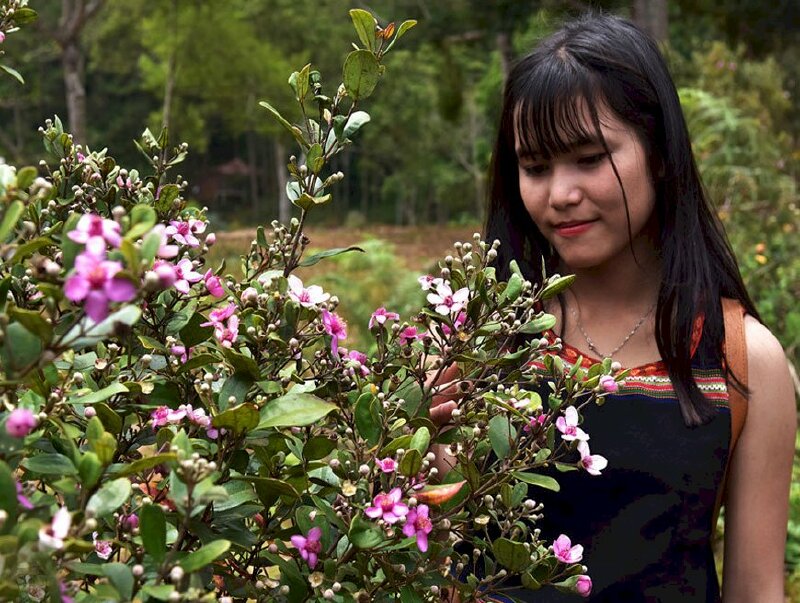 Những hình ảnh đẹp về hoa sim tím | Diễn đàn Hoa của Việt Nam