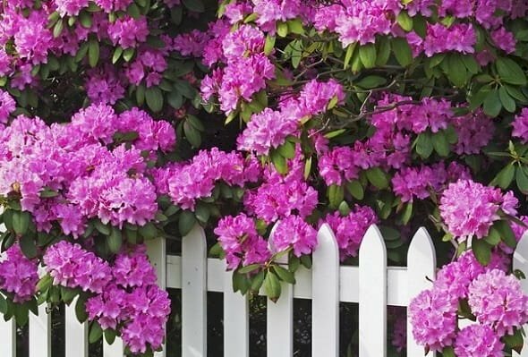 Hàng rào hoa bằng lăng tím