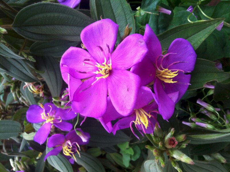 Ảnh hoa sim rừng tím dại mọc trong rừng