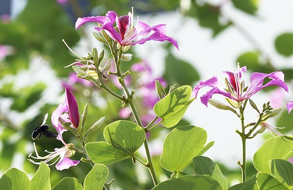 Top 101 Hình ảnh hoa ban đỏ đẹp nhất Top 101 Hình Ảnh Hoa Ban Đỏ Đẹp Nhất