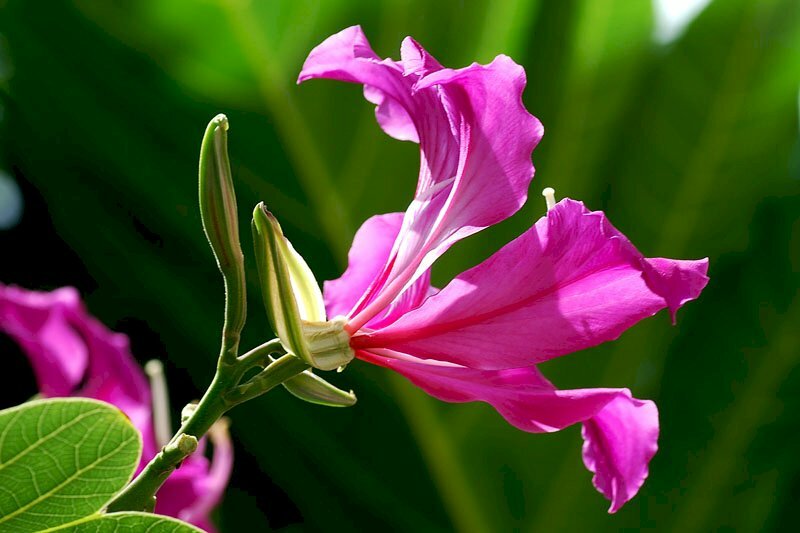 Top 101 Hình ảnh hoa ban đỏ đẹp nhất Top 101 Hình Ảnh Hoa Ban Đỏ Đẹp Nhất