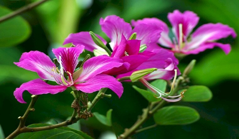 Top 101 Hình ảnh hoa ban đỏ đẹp nhất Top 101 Hình Ảnh Hoa Ban Đỏ Đẹp Nhất