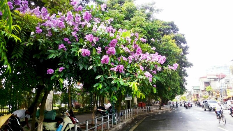 Hoa bằng lăng tím nở rộ làm đẹp một góc đường