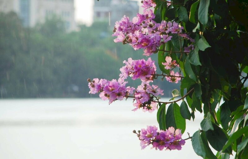 Hình ảnh hoa bằng lăng tím đẹp trong không gian tinh sương