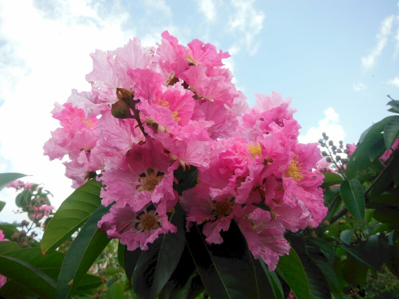 Chùm hoa bằng lăng tím trong nắng hè đẹp say lòng người