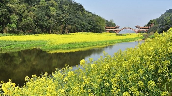 Hình ảnh mùa hoa cải bên sông nở vàng rực rỡ