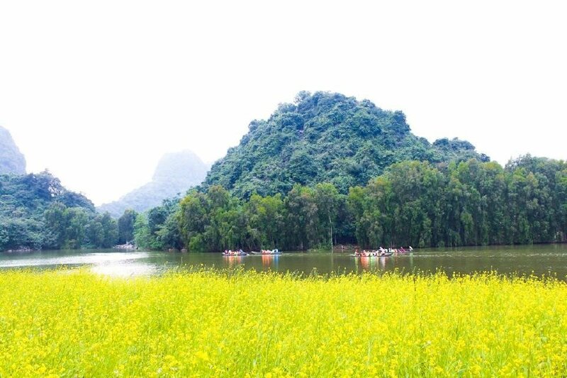 Hình ảnh đồng hoa cải vàng bát ngát bên sông