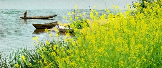 Hình ảnh hoa cải vàng nở rực rỡ bên sông, tạo nên bức tranh bình dị về quê hương