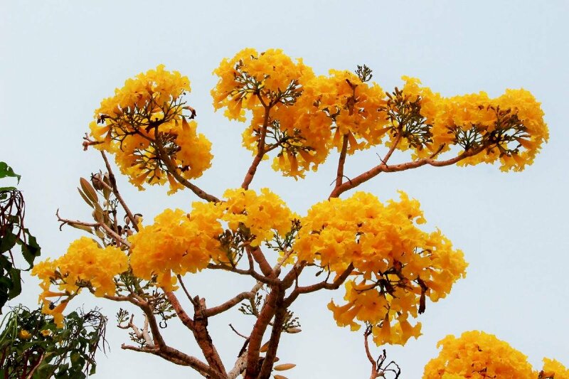 Những chùm hoa chuông vàng đẹp rực rỡ