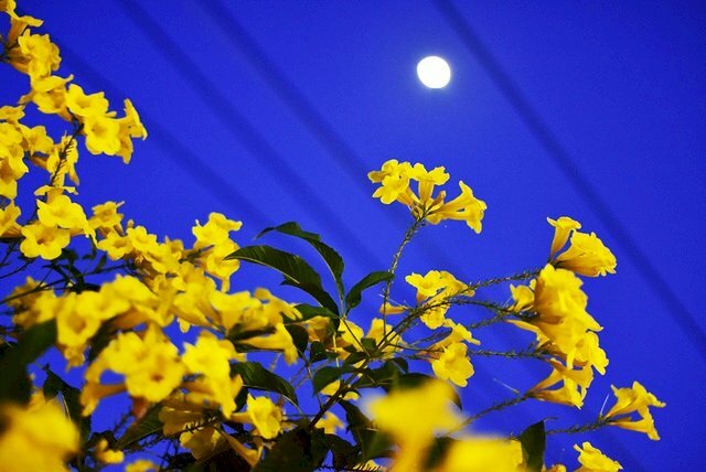 Lộng lẫy sắc hoa chuông